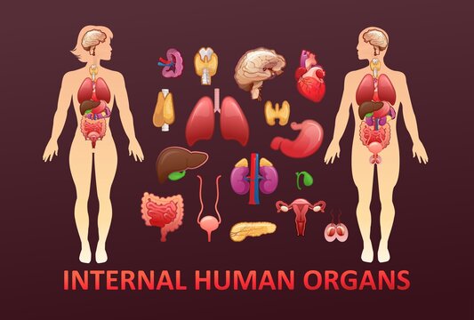 organs in the human body banner