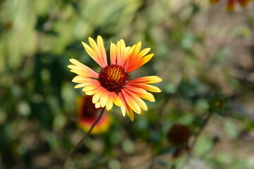Blanket flower