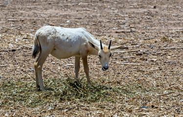 Juvenile antelope Arabian white oryx (Oryx dammah) inhabits native environments of Sahara desert,...