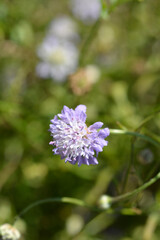 Transylvanian scabious