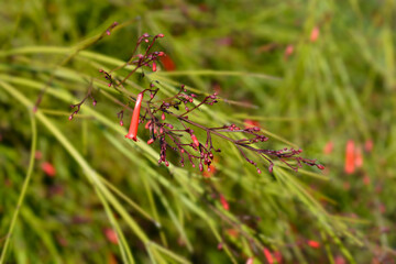 Firecracker plant