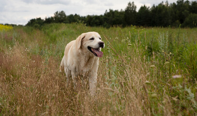 Labrodor in the field, the forest in the background, the happy dog.