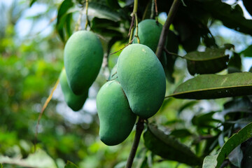 Closeup of Mangoes hanging,mango field, agricultural concept, Agricultural industry concept.