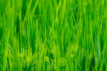 Fototapeta na wymiar Rice leaf growing in the rice field.