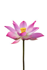 Lotus flower isolate on white background with clipping path.