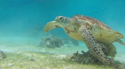  sea turtle, sea, Cebu, Bohol