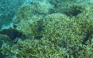 Naklejka na ściany i meble coral reef, sea, Cebu, Bohol