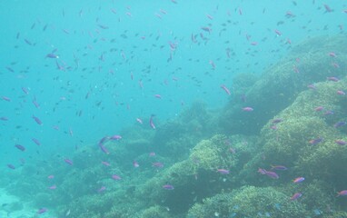Fototapeta na wymiar fish, sea, coral reef, Cebu, Bohol