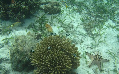 Fototapeta na wymiar fish, coral reef, sea, Cebu, Bohol