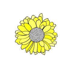 Vector illustration of rudbeckia flower