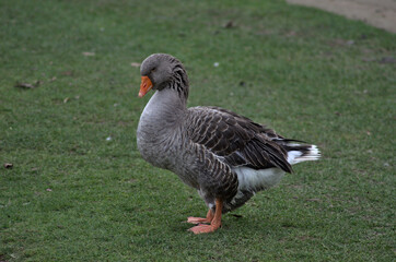 Greylag goose on the grass