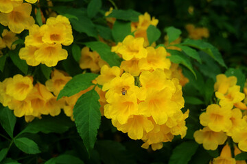 Bunch of Full Bloom Yellow Trumpetbush with a Little Bee Collecting Nectar in the Flower