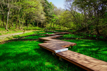 Fototapeta na wymiar 春の公園　「神奈川県立四季の森公園」しょうぶ園の木道