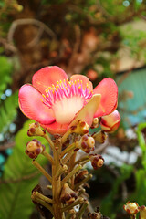 Closeup a Gorgeous Blooming Sal Flower or Shorea Robusta on the Tree