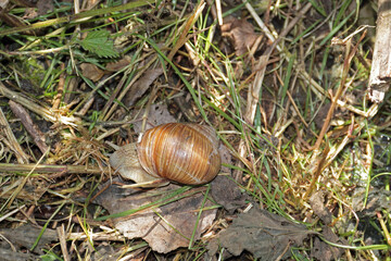 Weinbergschnecke