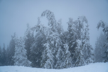 Obraz premium Misty frozen winter landscape with snow covered pine trees 