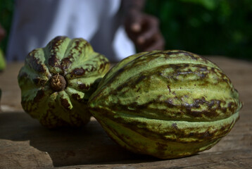 cocoa fruits on a table