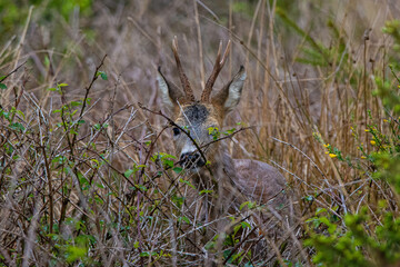 Un brocard observe le photographe dans la Fagne