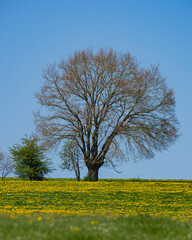 U n arbre majestueux domine un pré jaune de pissenlits