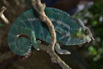 Fototapeta premium leopard chameleon (furcifer pardalis), male, on a branch