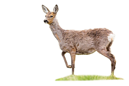 Gravid roe deer, capreolus capreolus, doe standing on grass cut out on blank. Pregnant brown mammal changing fur isolated on white background. Wild animal looking on green grassland with copy space.