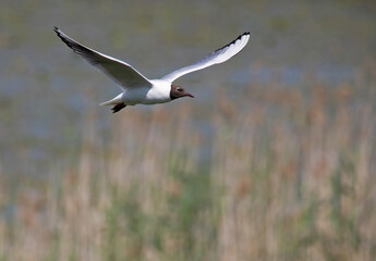 The black-headed gull (Chroicocephalus ridibundus) is a small gull.