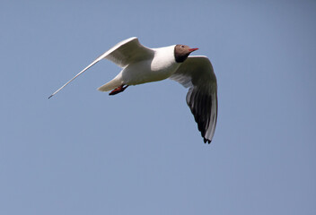 The black-headed gull (Chroicocephalus ridibundus) is a small gull.