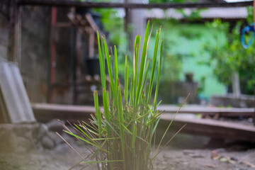 Lemon grass leaf background with selective focus.