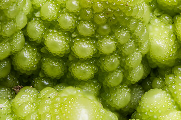 romanesco cabbage in close up
