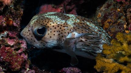 Porcupinefish close up Maldives