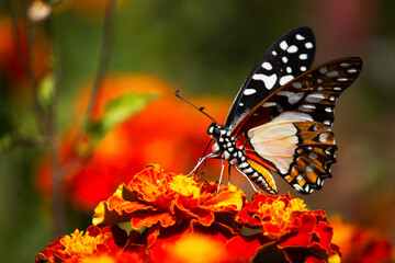 Butterflies