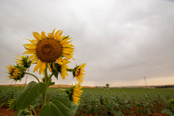 sunflowers in the field