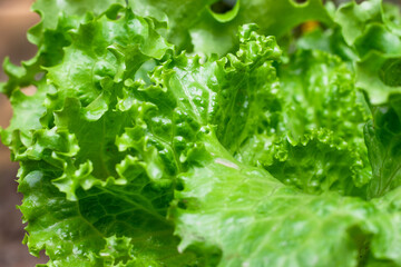 Green delicious lettuce leaves close up macro shot