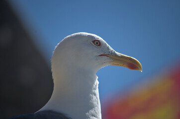 portrait of a seagull, profile