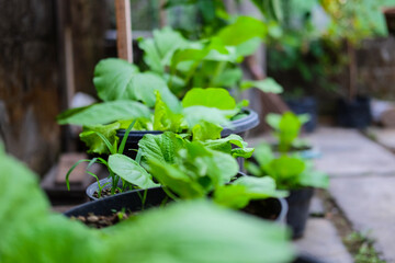 Fresh mustard green plants lined up