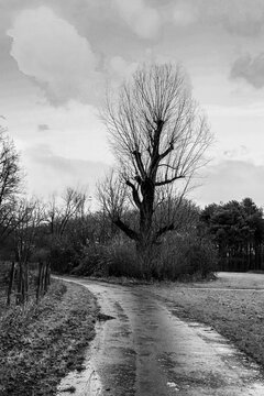 A path with trees on the side of a dirt field, black and white image
