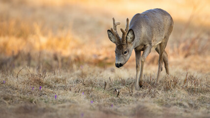 Roe deer, capreolus capreolus, sniffing in dry grass in spring sunny nature. Brown mammal with...