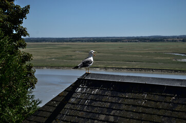seagull on the roof