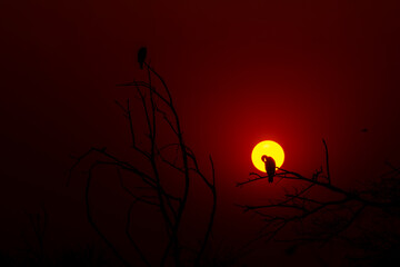 birds silhouette during sunset and red color in sky beauty of nature like painting at keoladeo national park or bharatpur bird sanctuary rajasthan india
