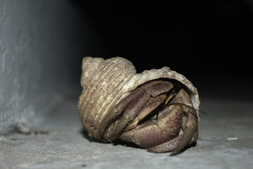 hermit crab, close up