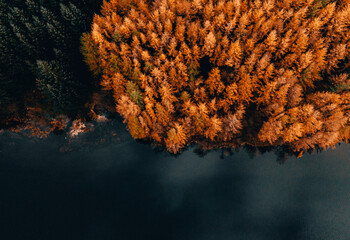 autumn forest and water