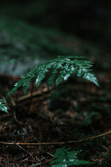 green moss in the forest