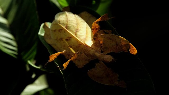 Javanese Leaf Insect, Phyllium pulchrifolium, Female Yellow Form, 4K Footage; deep in the shadow of the foliage, moving and shaking on a leaf as the afternoon sun exposes half of its body to be seen.