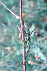 Macro shots, Beautiful nature scene green chameleon 