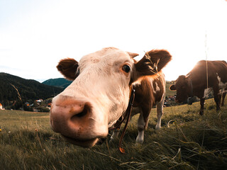Cow eating grass on a meadow in mountains during sunset.
