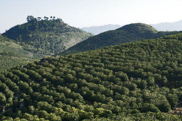 coffee plantation in Guatemala, Central America