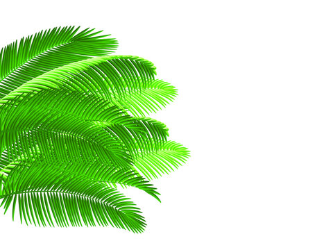 Green coconut leaves branch isolated on white background..Vector.Illustration.
