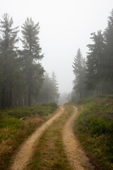 Fototapeta na wymiar leśna droga podczas mglistego, deszczowego poranka