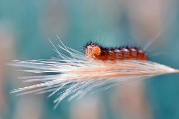Macro shots, Beautiful nature scene. Close up beautiful caterpillar of butterfly  