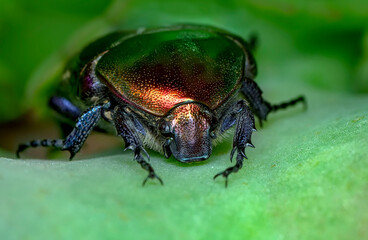 Rose chafer, Cetonia aurata, isolated on white background. Beautiful iridescent beetle. Extreme macro.
